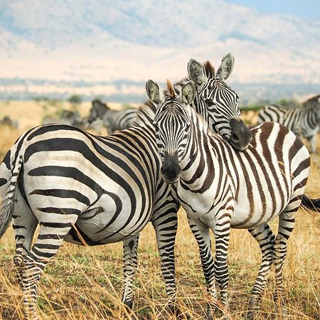 Lake Natron Maasai Giraffe Eco Lodge And Camping Mtowabaga Eksteriør bilde