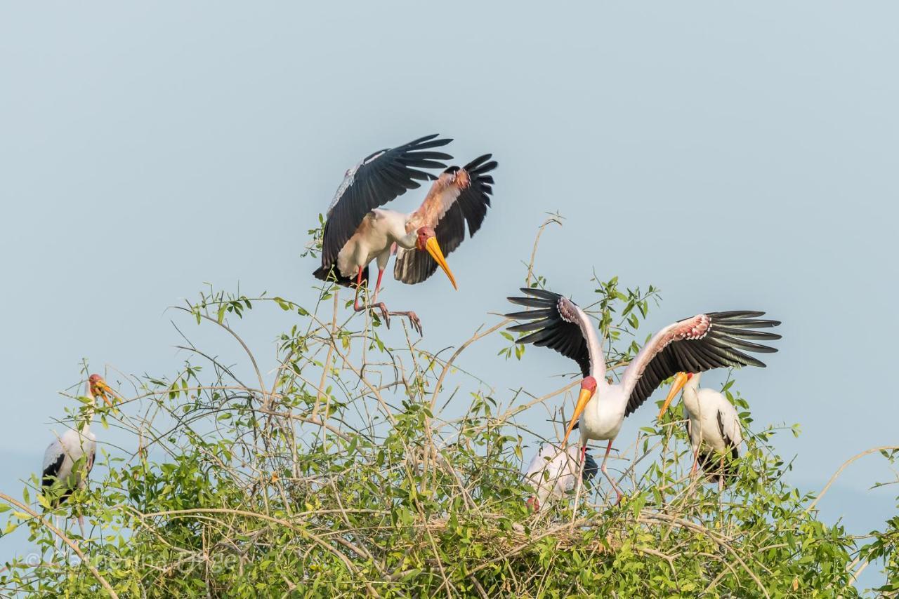 Lake Natron Maasai Giraffe Eco Lodge And Camping Mtowabaga Eksteriør bilde