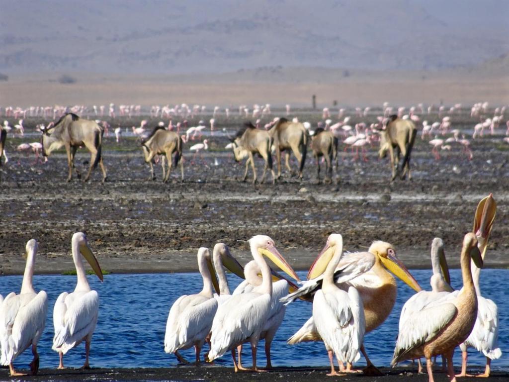 Lake Natron Maasai Giraffe Eco Lodge And Camping Mtowabaga Eksteriør bilde
